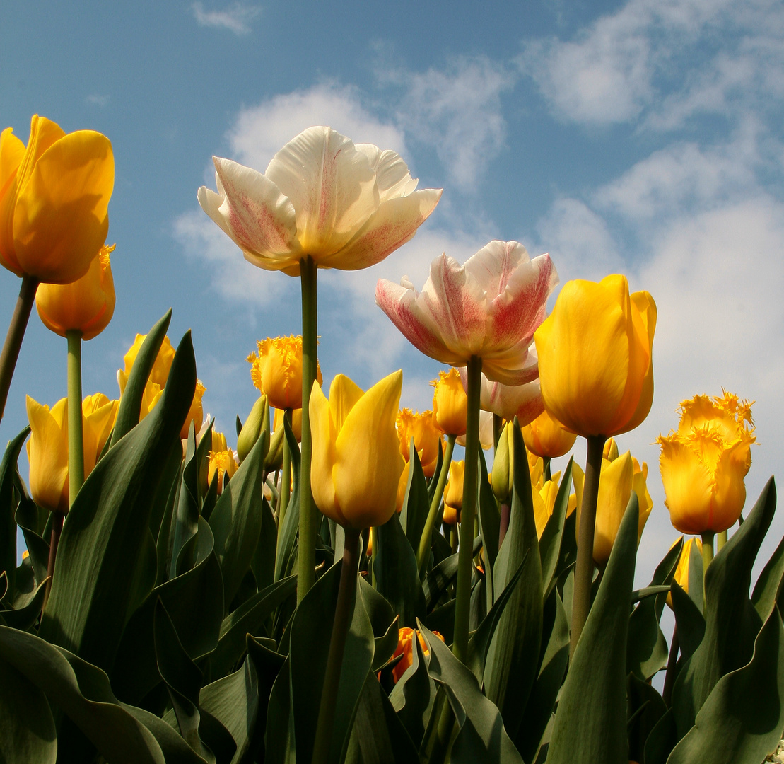 Tulpen