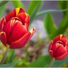 Tulpen