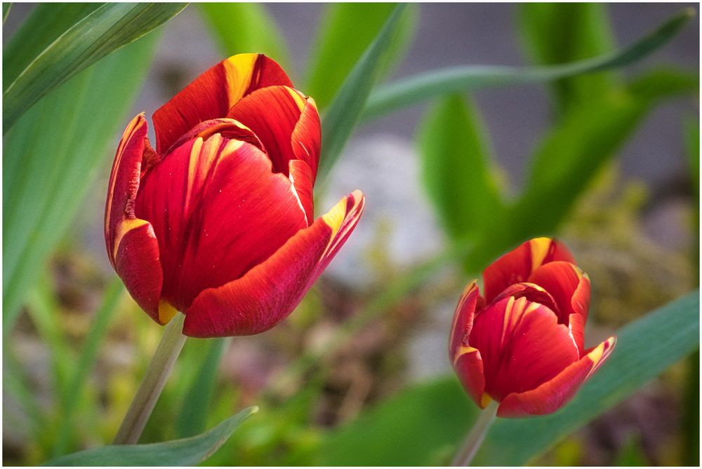 Tulpen