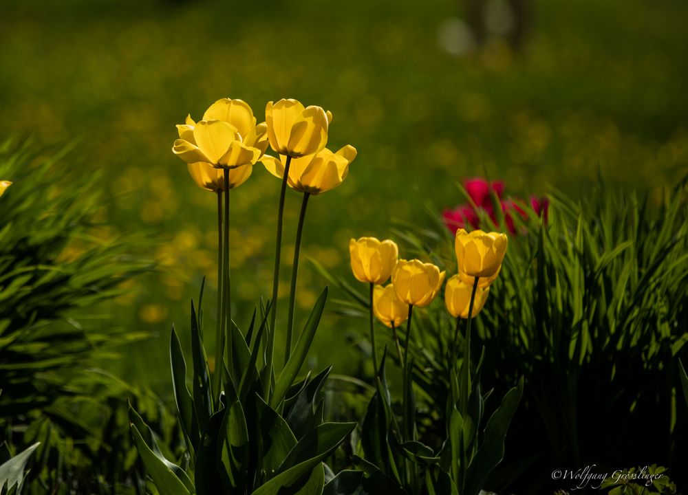 Tulpen