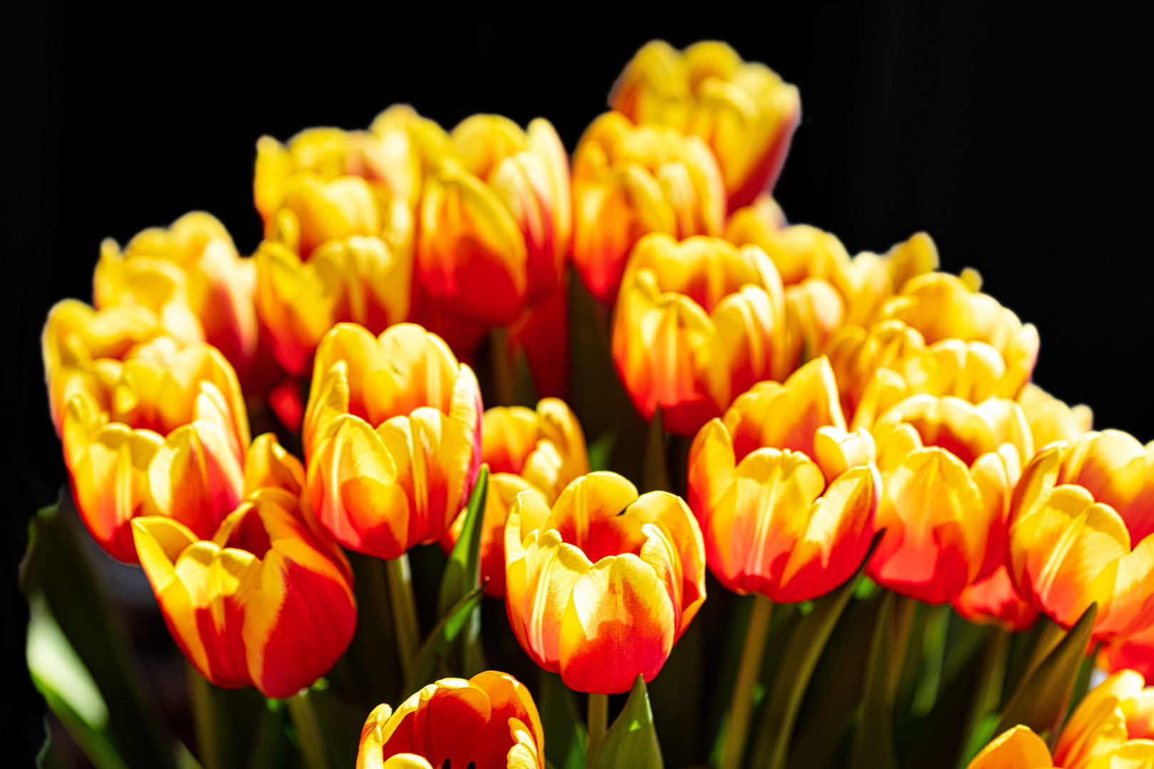 Tulpen