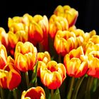 Tulpen