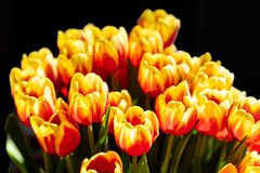 Tulpen