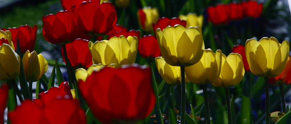 Tulpen