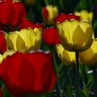 Tulpen