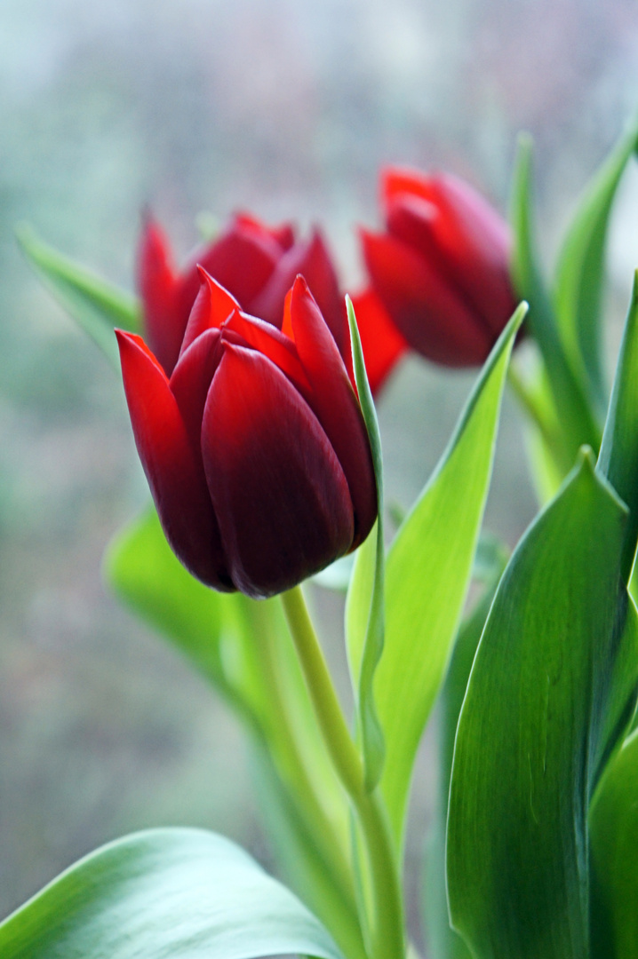 Tulpen