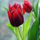 Tulpen