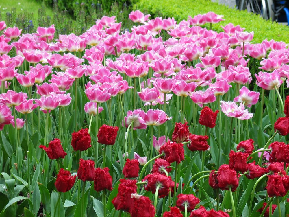 Tulpen