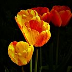 Tulpen