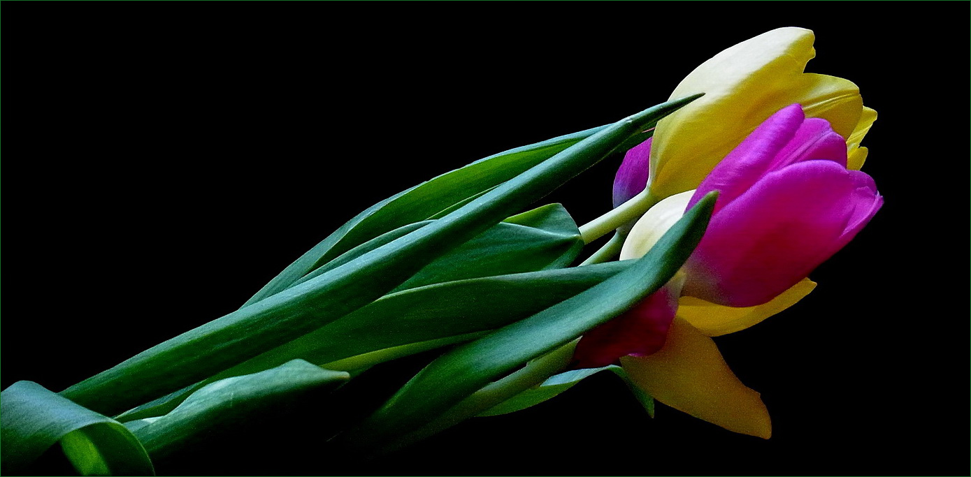 Tulpen