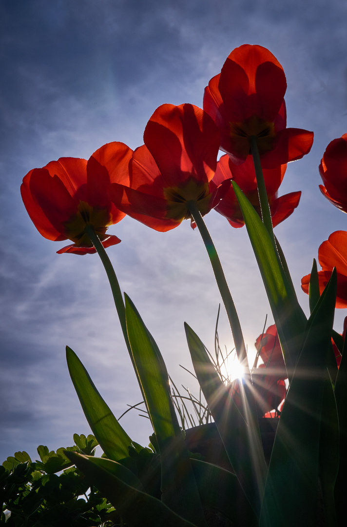 Tulpen 