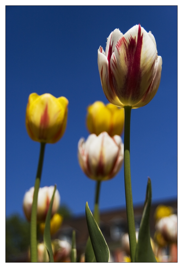 Tulpen