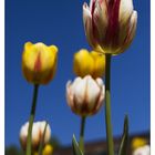 Tulpen