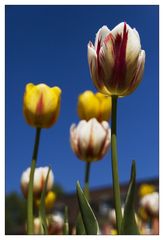 Tulpen