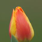 Tulpen