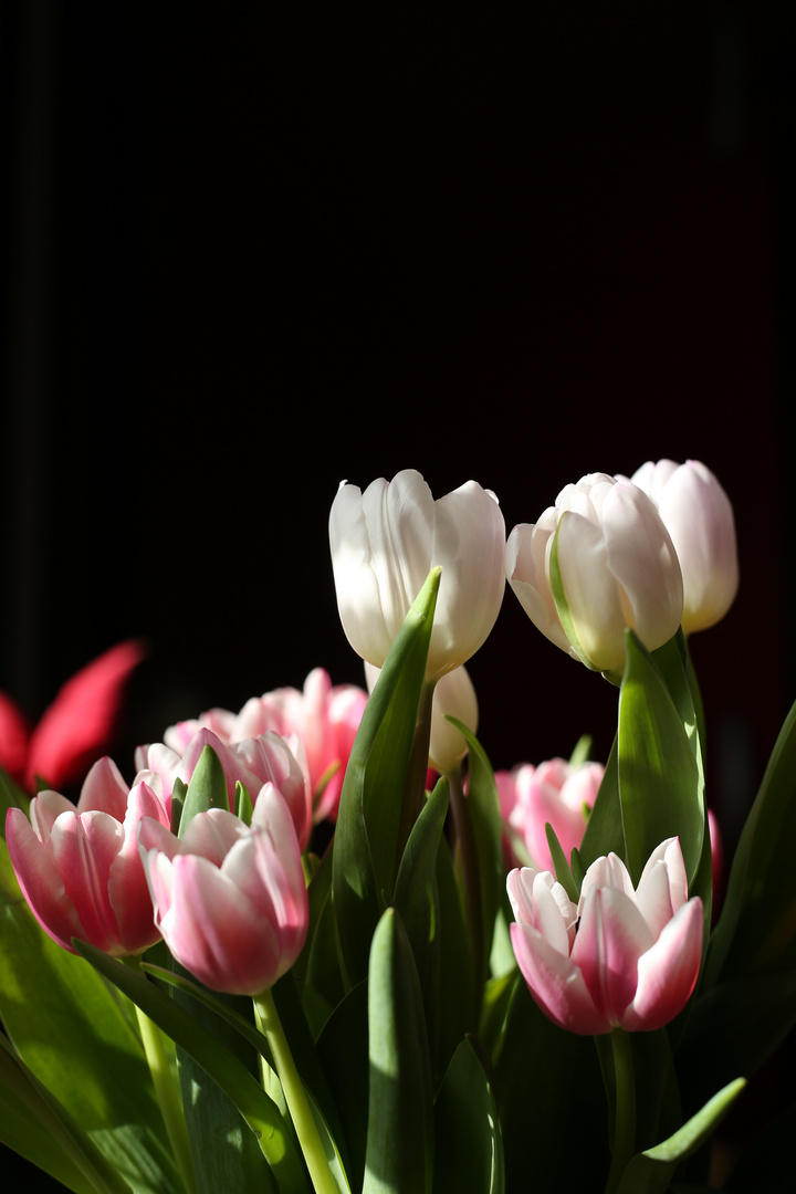 Tulpen