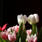 Tulpen