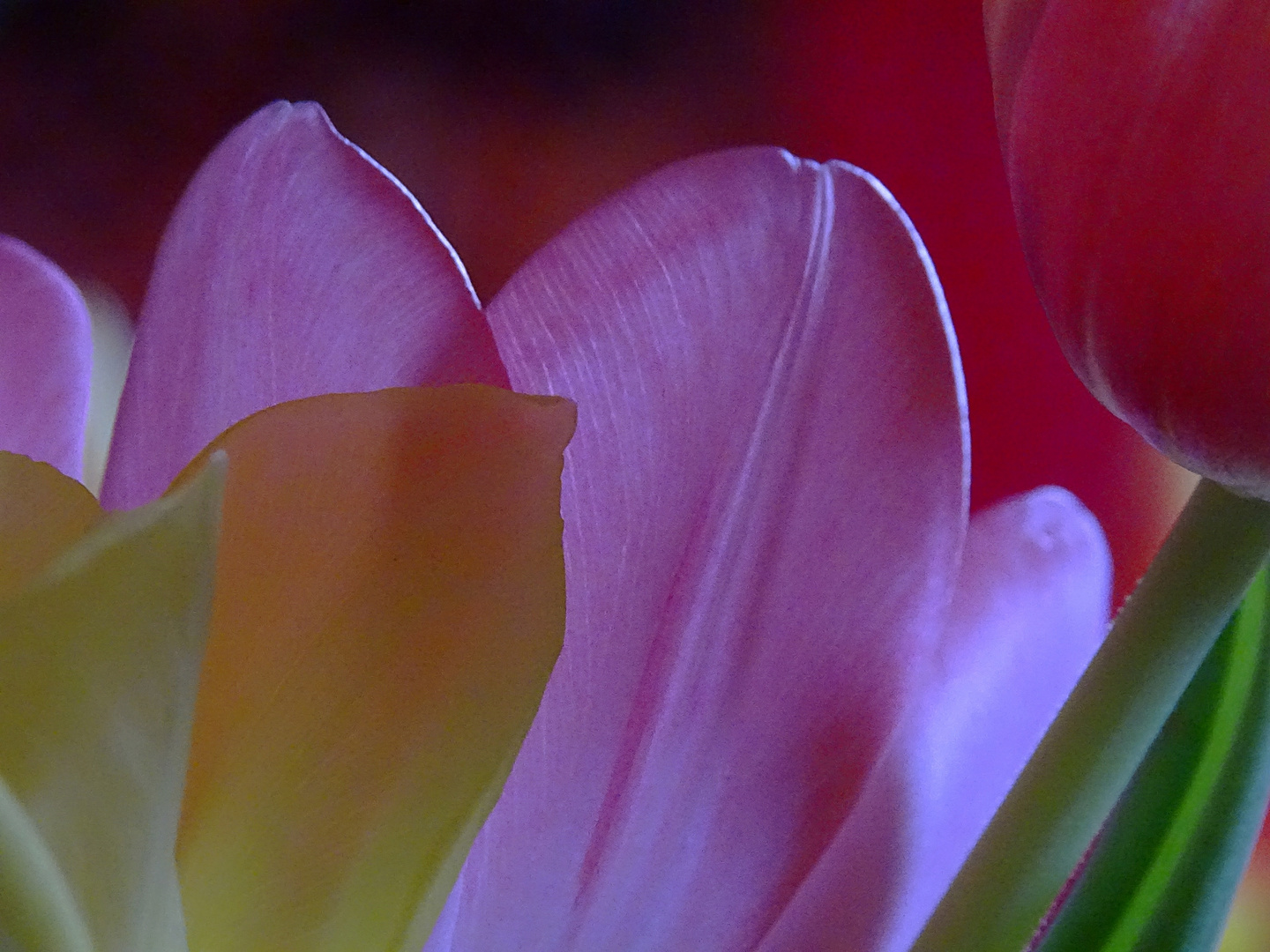 Tulpen