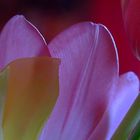 Tulpen