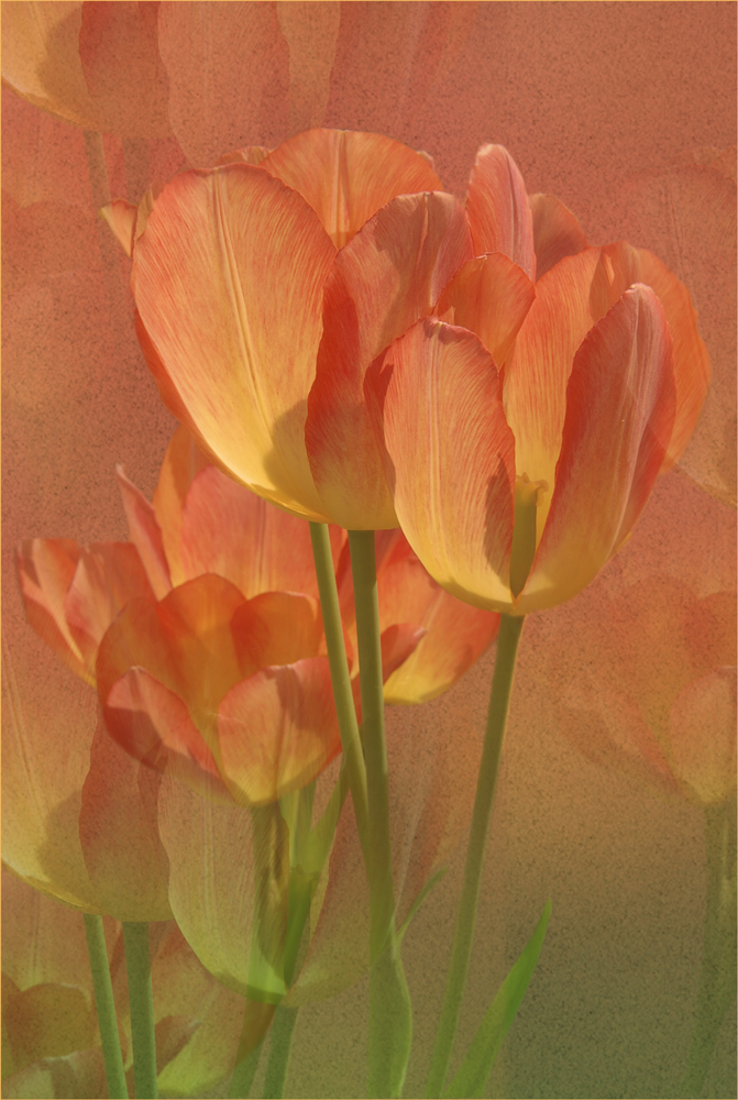 Tulpen