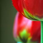 TULPEN