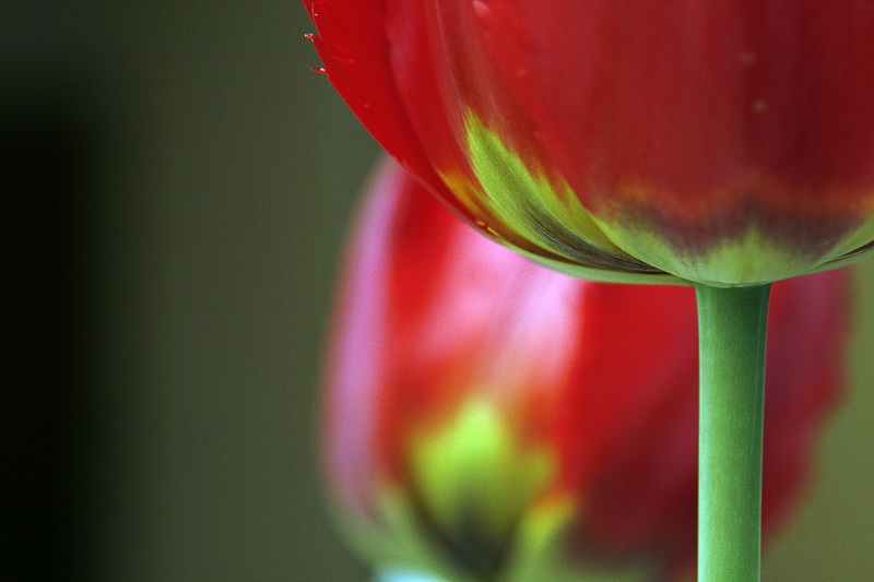 TULPEN