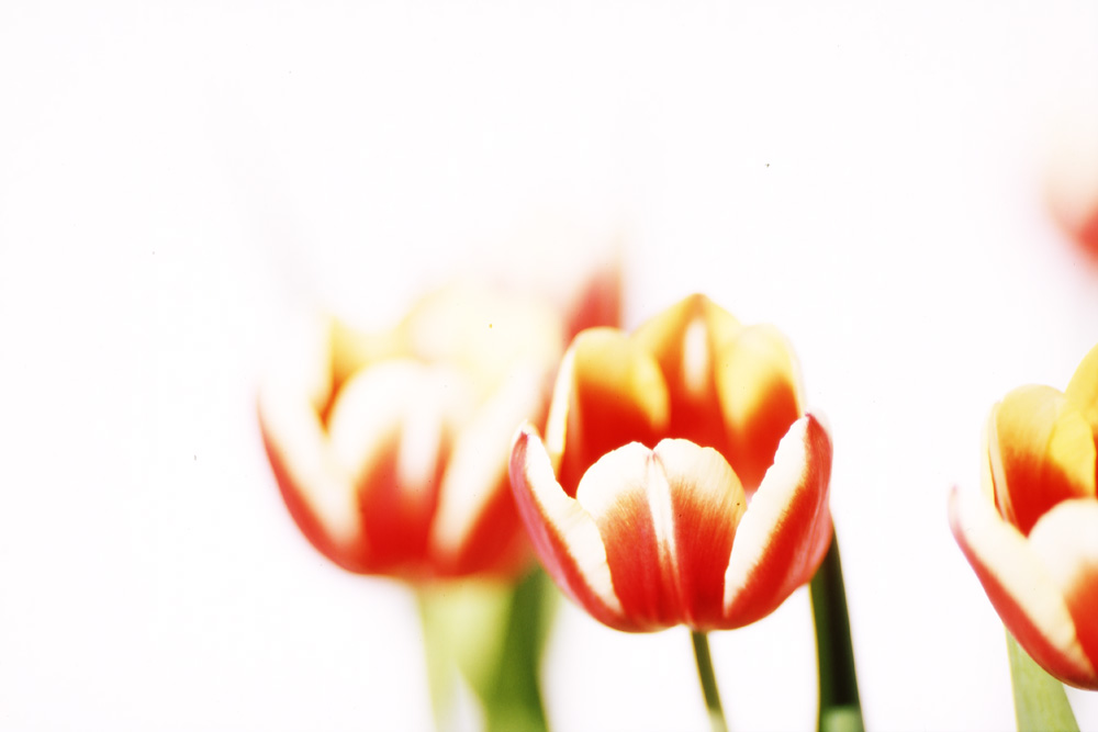 Tulpen