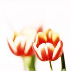 Tulpen