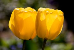 Tulpen