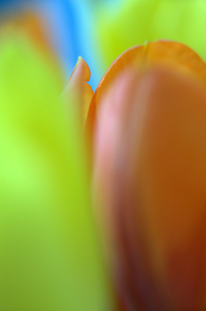 Tulpen