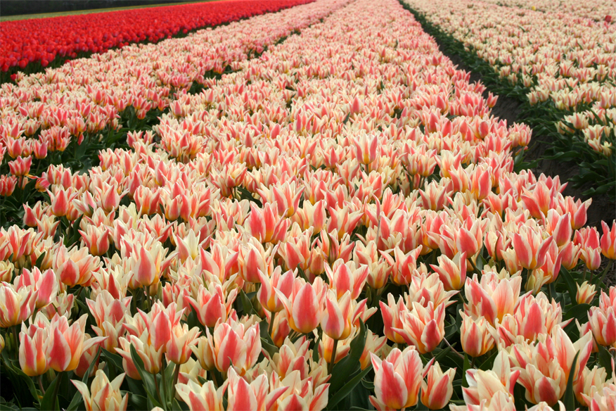 Tulpen by Gurbe van Brug 