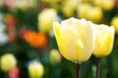 Tulpen