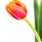 tulpen