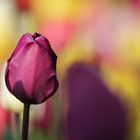 Tulpen