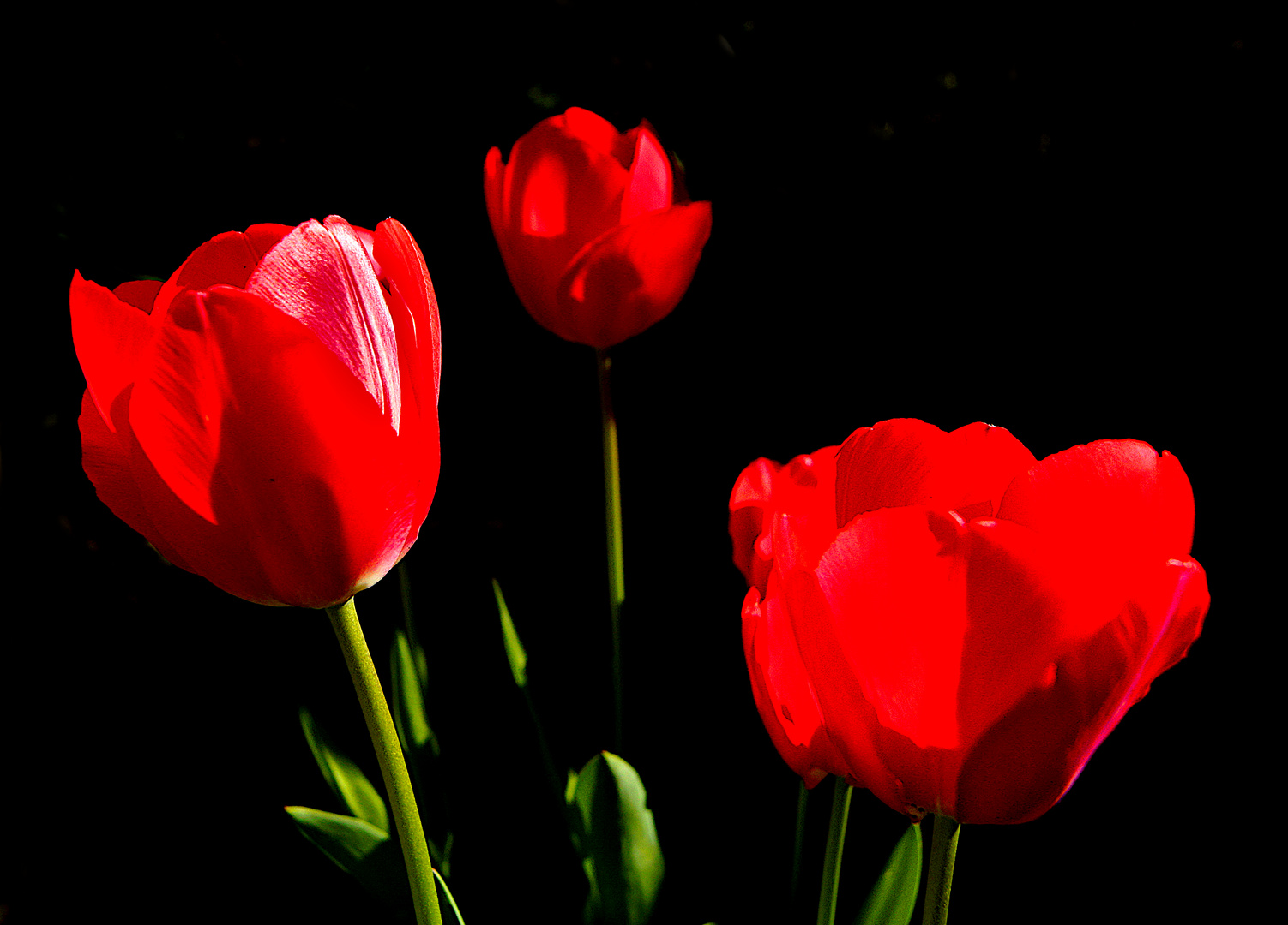 Tulpen