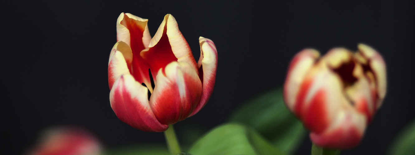 Tulpen 1