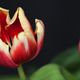 Tulpen 1