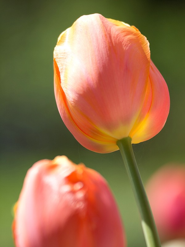 Tulpen #1