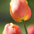 Tulpen #1