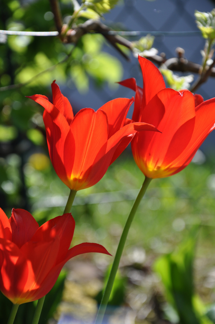 Tulpen 1