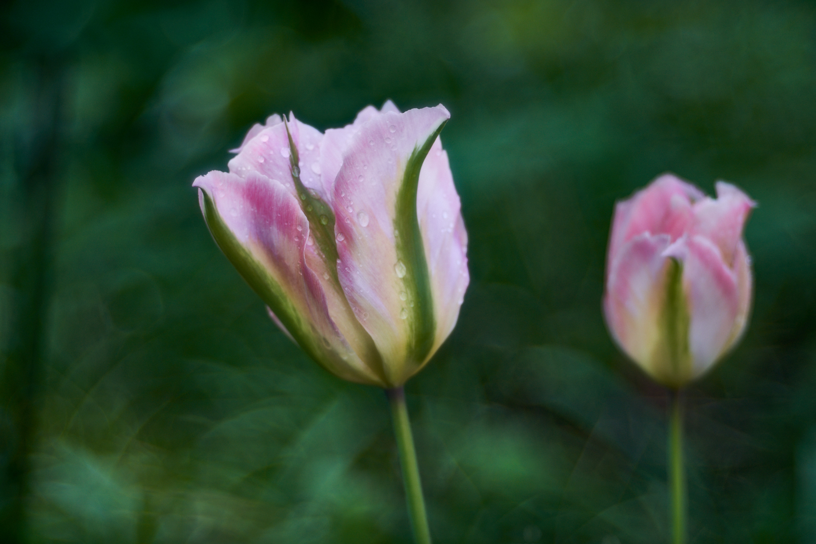 Tulpen 1  