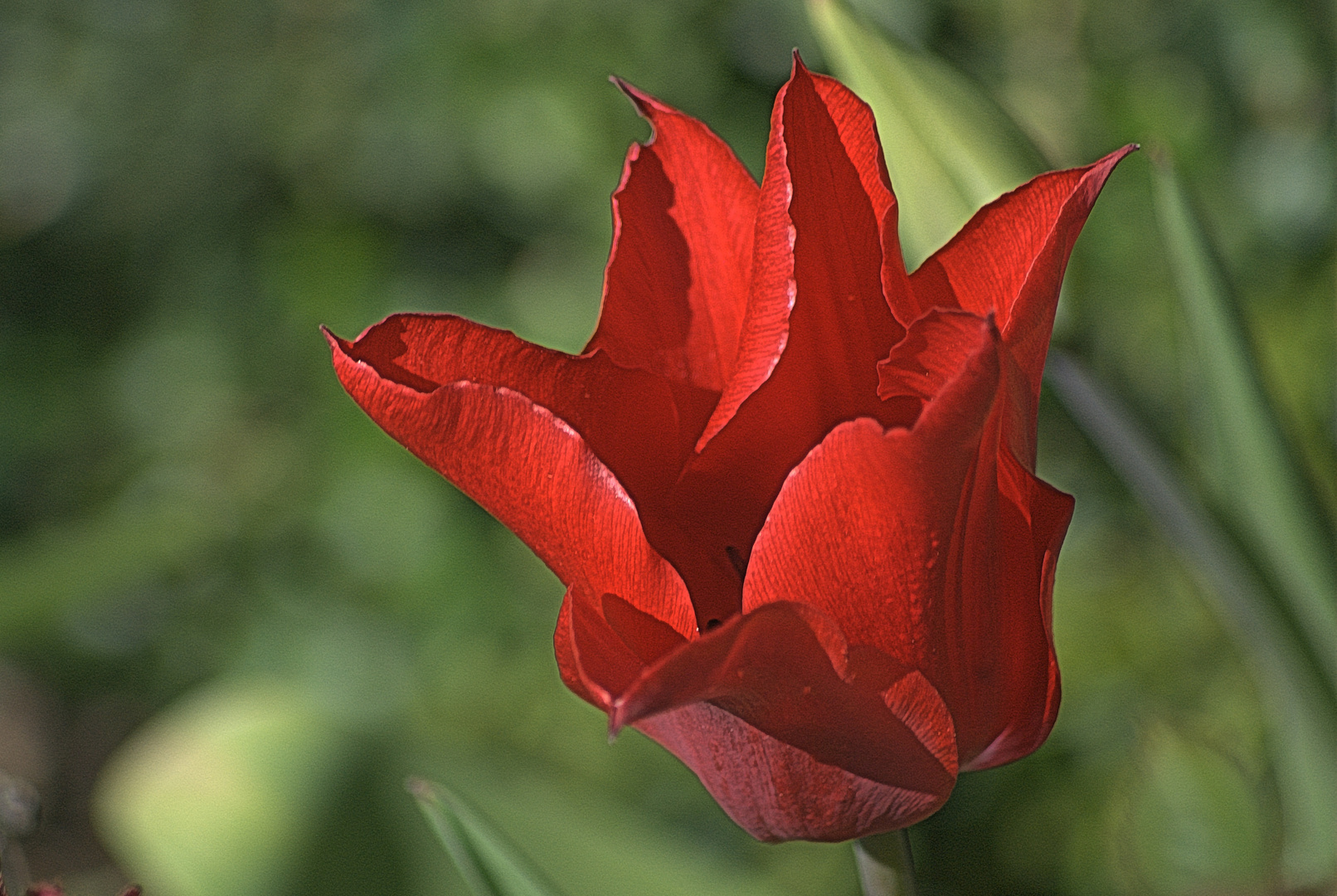 Tulpen (1)