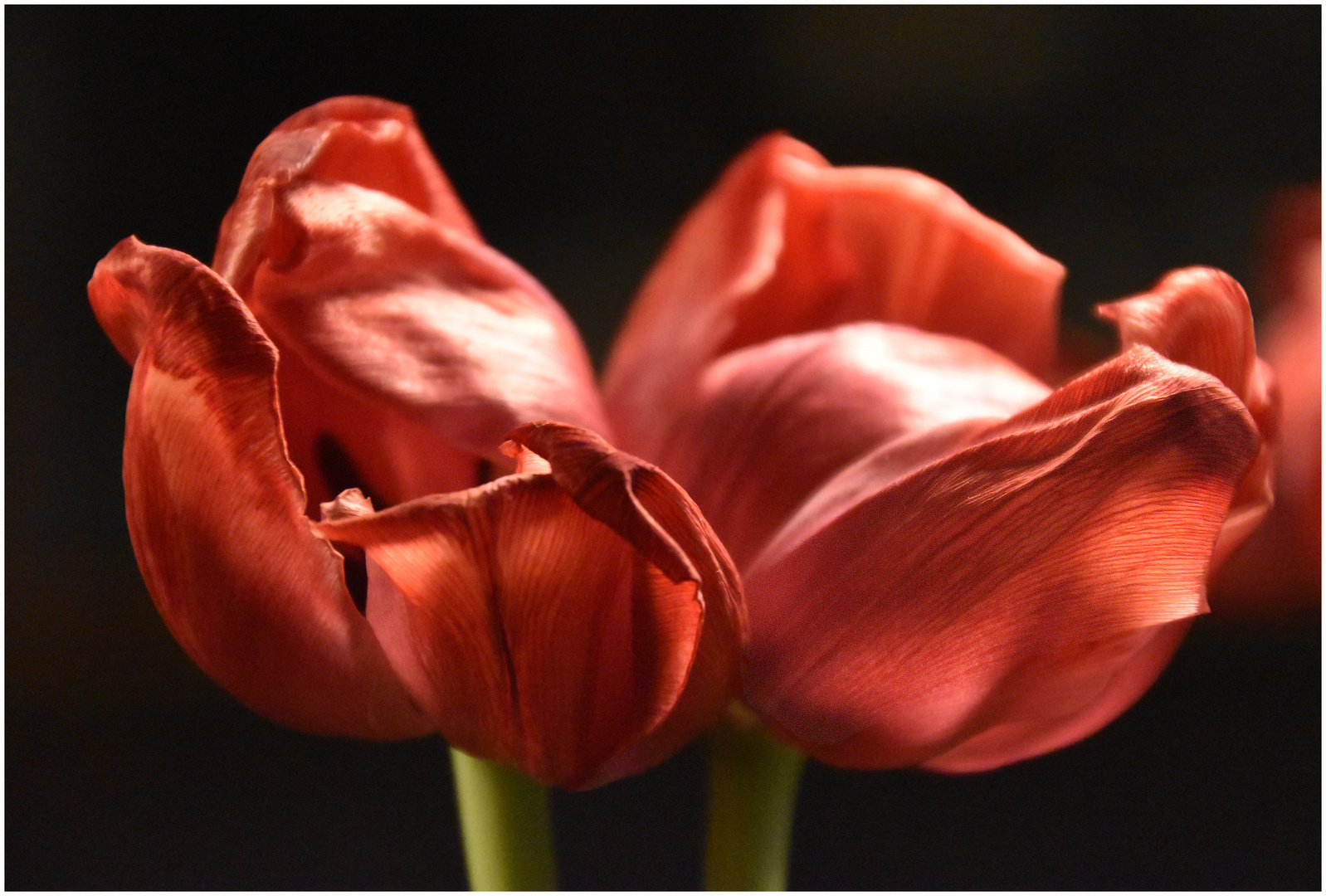 Tulpen 1