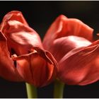 Tulpen 1