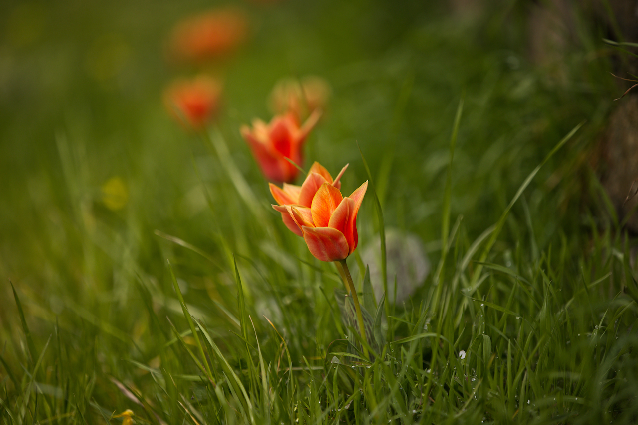 Tulpen 1