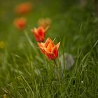 Tulpen 1