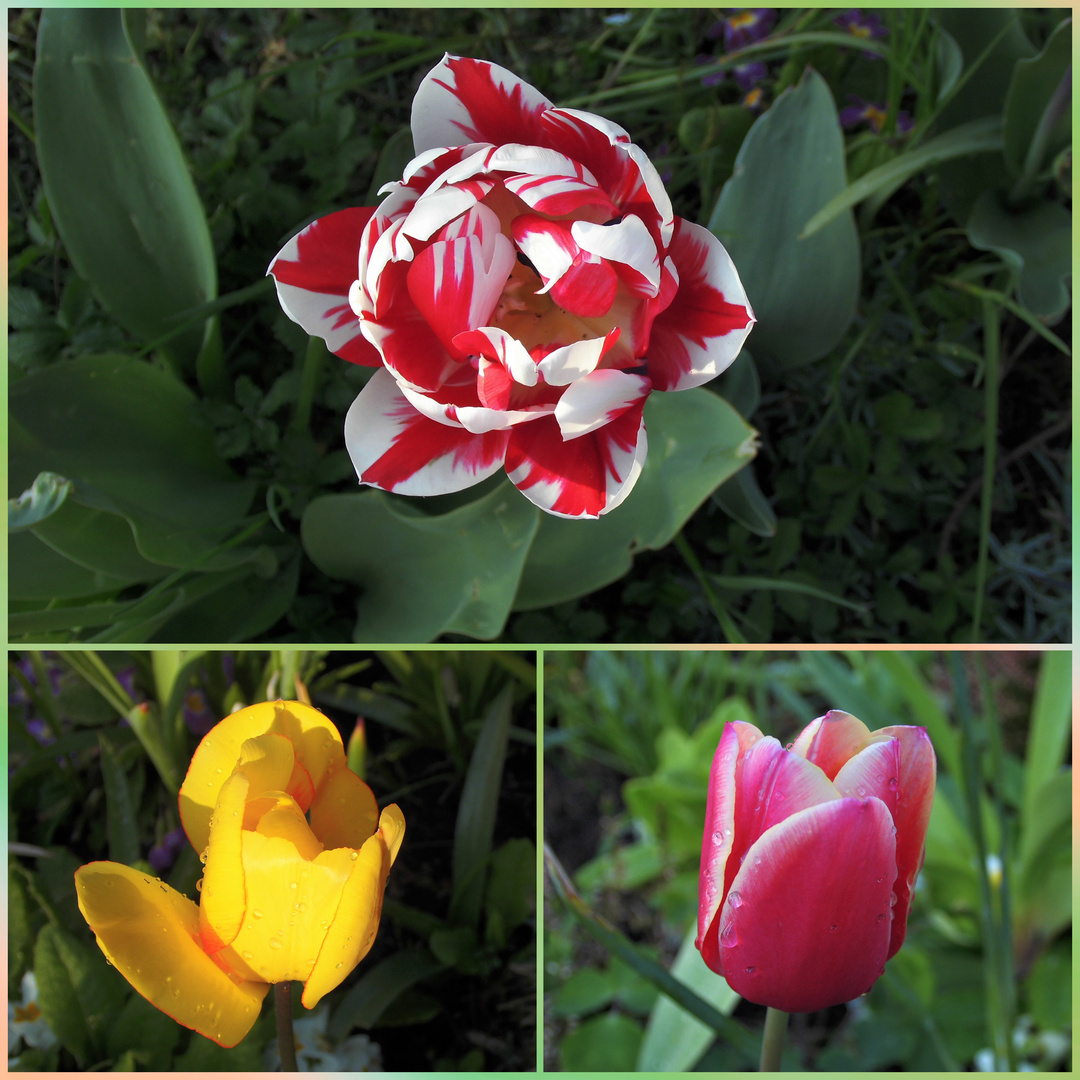 Tulpen (1)