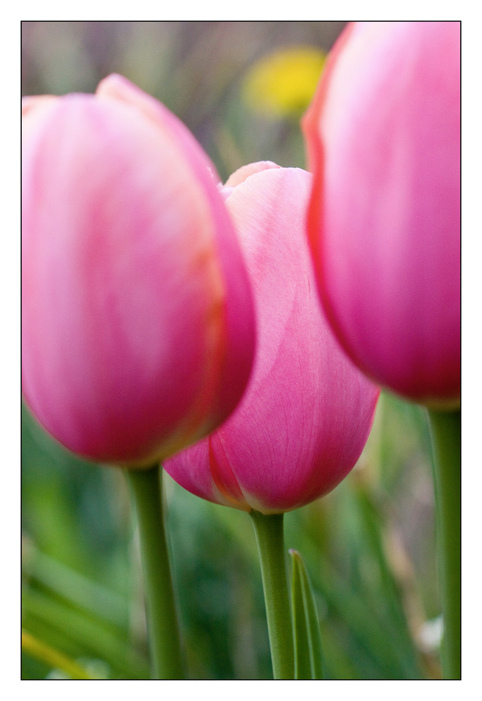 Tulpen 1