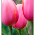 Tulpen 1