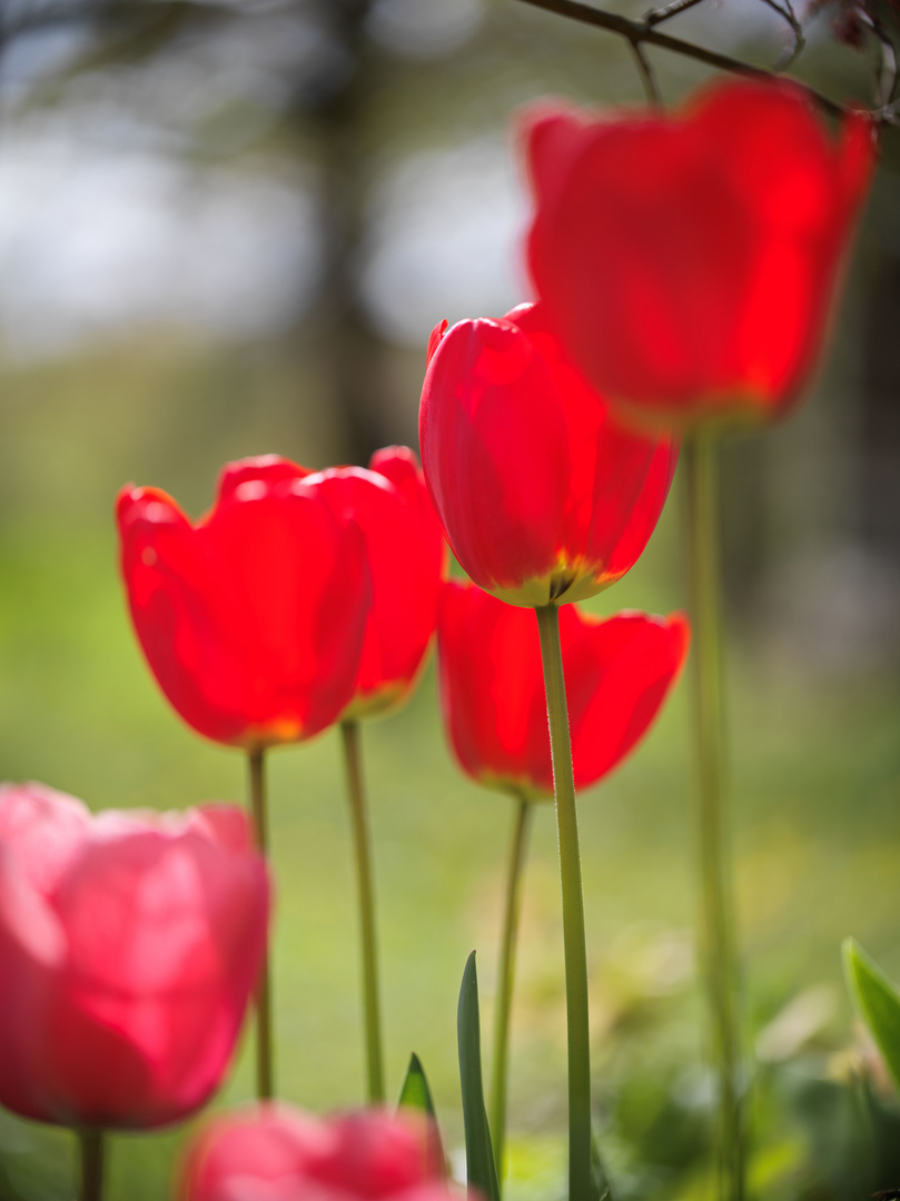 Tulpen 1